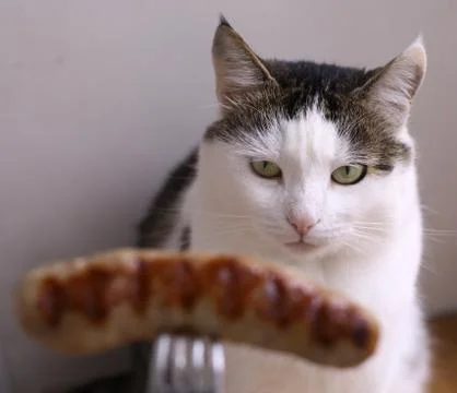 Cat beg for sausage Stock Photos