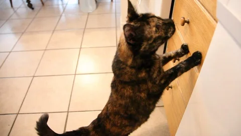 Cat begging for treat Stock Footage 122299038