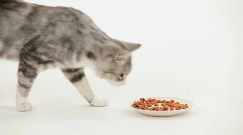 Cat Begins To Eat Stock Footage 52386468