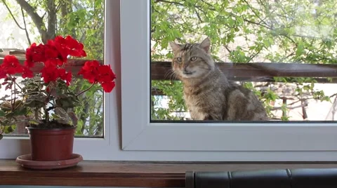 Cat begs to let in the house Vídeo Stock 49029569