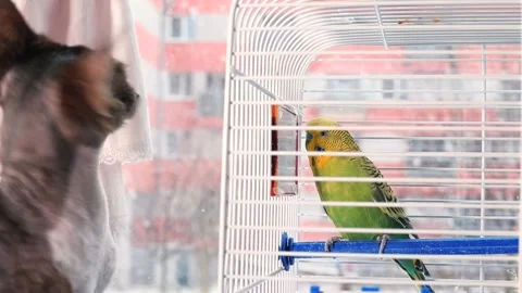 Cat behavior meets parrots. Green parrot in cage against falling snow Stock Footage 147677481