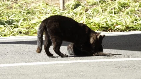 Cat Behaviors Stock Footage 329118521