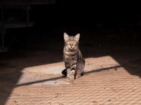 THE CAT IS BEHIND BARS Foto stock