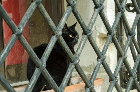 Cat behind bars, Venice Stock Photos