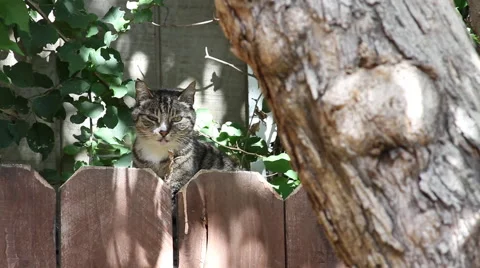 Cat behind fence #2 Stock Footage 50294317