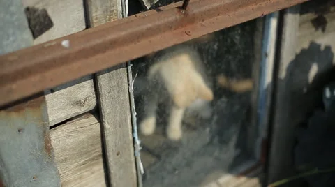 Cat  behind the glass Stock Footage 59825779