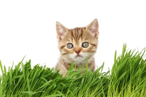 Cat behind grass Stock Photos