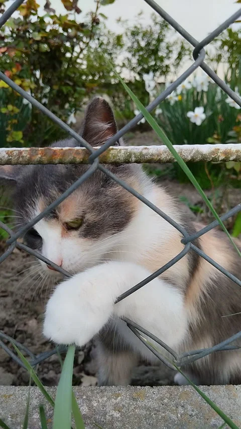 A cat behind a metal mesh bites the grass Stock Footage 326463695