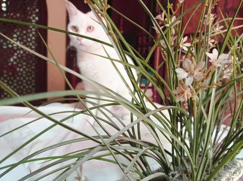 Cat behind the plant Foto stock