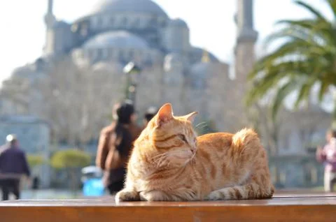 Cat behind of Sultanahmet Mosque Stock Photos