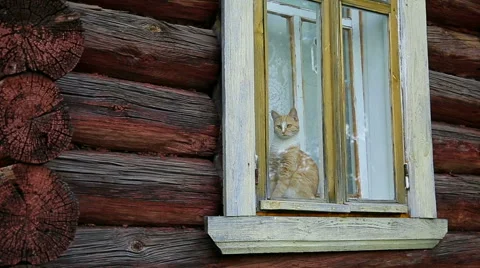 Cat behind a window Stock Footage 52629208