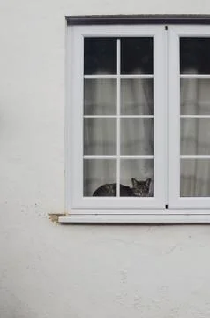 Cat behind window Foto stock