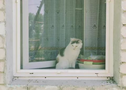 Cat Behind The Window Stock Photos