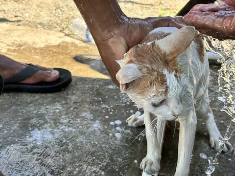 The cat that is being bathed Stock Photos