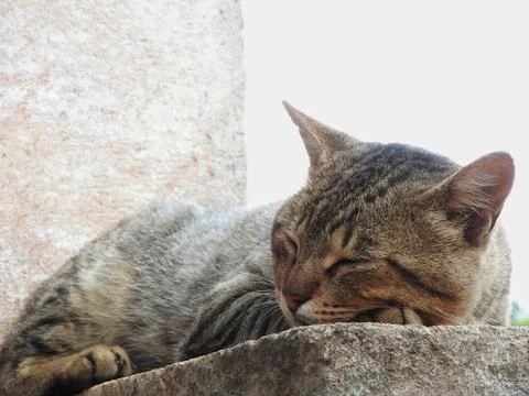 Cat being cat Stock Photos