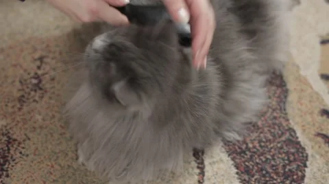 Cat is being combed. Female hand. Stock Footage 43219197