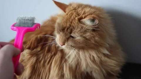 Cat is being combed. Female hand. Stock Footage 236473301