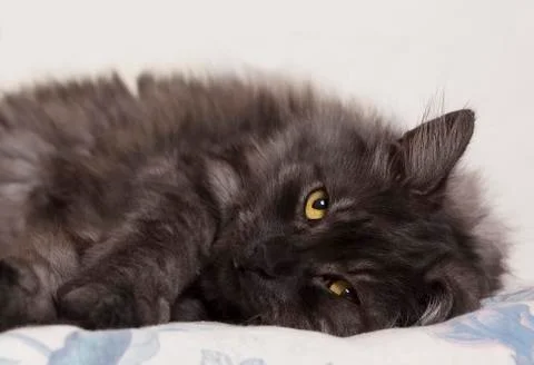 Cat being comfortable Stock Photos