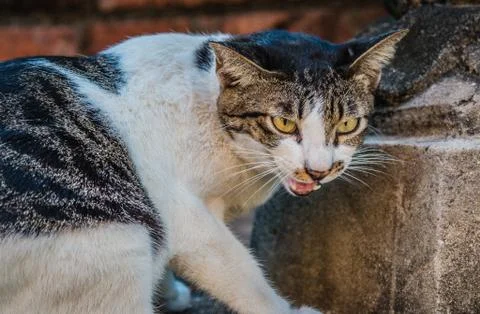 Cat being defensive 스톡 사진