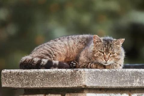 Cat being lazy Stock Photos
