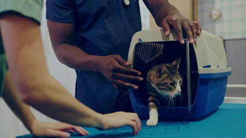Cat being let out of the transporter at the vet Stock Footage 279316359