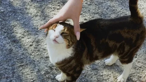 Cat Being Lovingly Petted by Woman's Hand Stock Footage 237538372