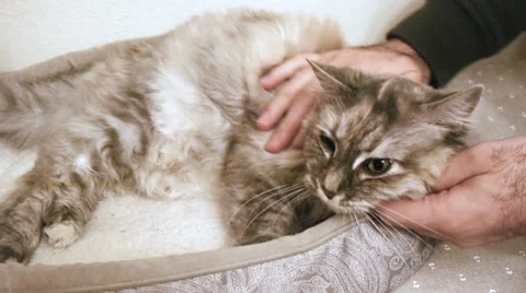 Cat Being Petted Stock Footage 10591736