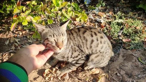 Cat being petted by a human hand, captured outdoors in natural light Stock Photos