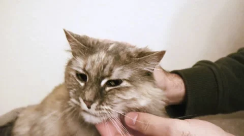 Cat Being Petted By Owner Stock Footage 10591754