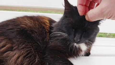 Cat being petted on a porch while showing different reactions Stock Footage 332721421