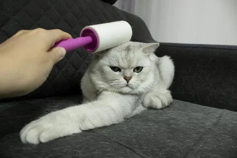Cat Being Rolled with Lint Roller Foto stock