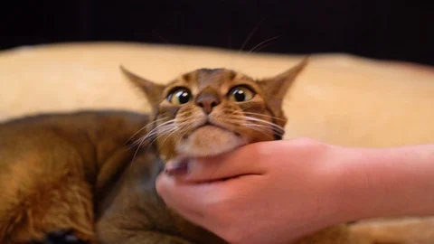 Cat being scratched Stock Footage 87755476