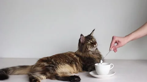 Cat being spoon fed Stock Footage 131553536