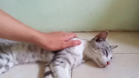 Cat is being stroked by a human hands Stock Footage 253722057