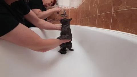Cat Being Washed With Special Pet Shampoo by Owners in Bathroom Stock Footage 328707677