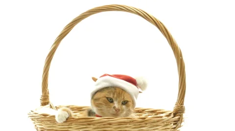 Cat in  bell of Santa Claus Stockbeeldmateriaal 57866017