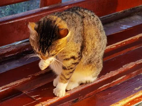 Cat on a bench cleans itself Stock Photos