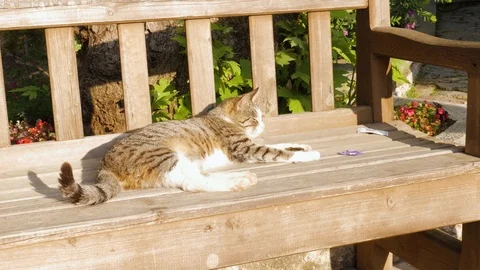 Cat on the bench Stock Footage 108780056
