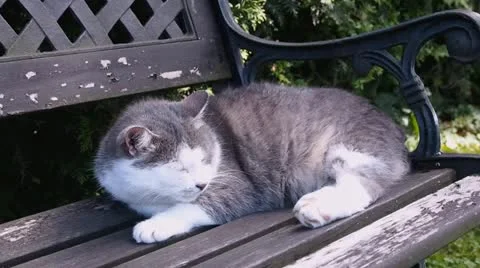 Cat on bench in garden 库存影片 11438948