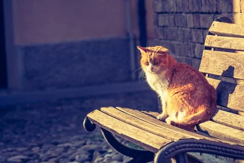 Cat on bench with orange sunset light - book cover horizontal background Stock Photos