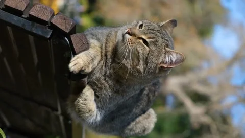 Cat bench park blurred background. Stock Footage 168631826