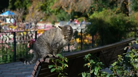 Cat bench park blurred background. Stock Footage 168632046