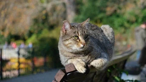 Cat bench park blurred background Stock Footage 168632435