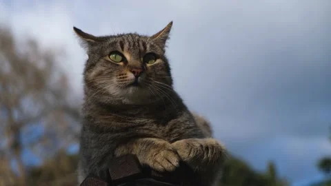 Cat bench park blurred background. Stock Footage 198802711