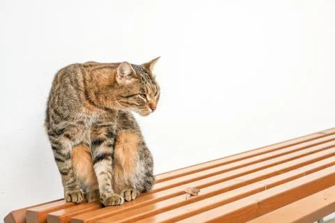 Cat on a bench Stock Photos