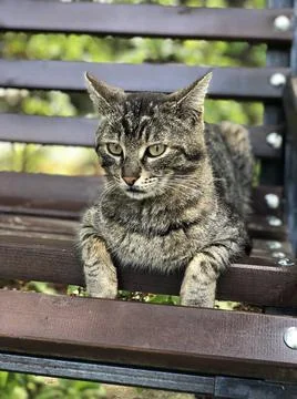 Cat on the bench 库存照片