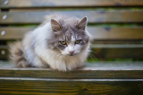 Cat on the bench. Stock Photos