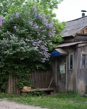 Cat on the bench Stock Photos
