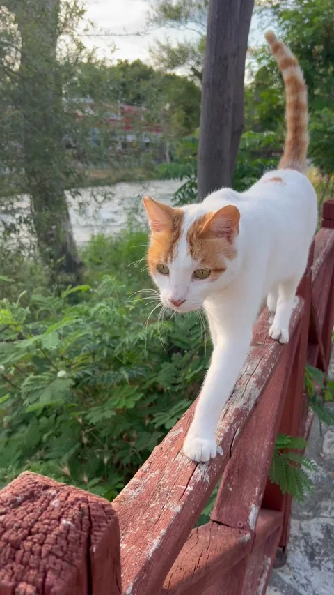 Cat on a bench by a river Stock Footage 337107917