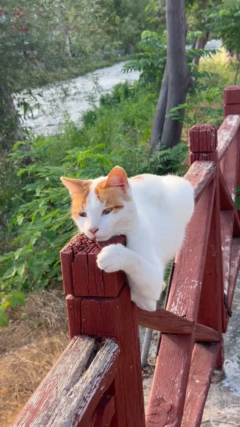 Cat on a bench by a river Stock Footage 337108086